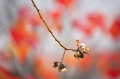 なんきんはぜの実三態