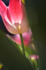 春花13