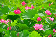 蓮の花たち