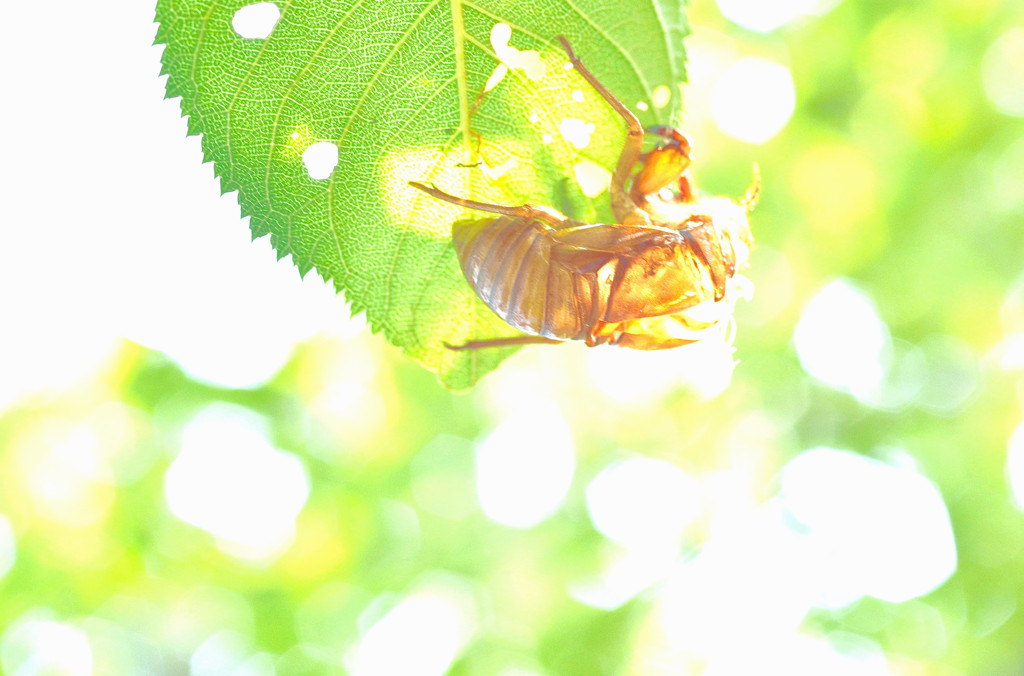 短い夏を生きた