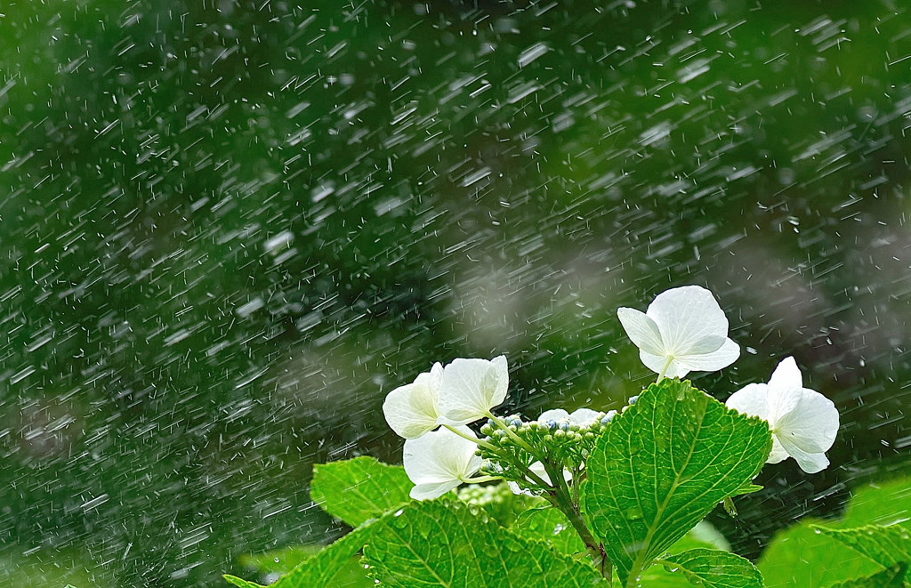 散水