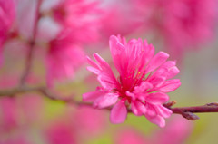 菊桃a