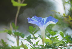 朝顔