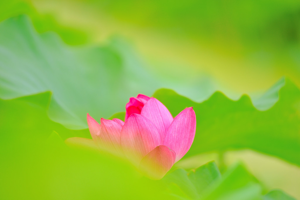 蓮1