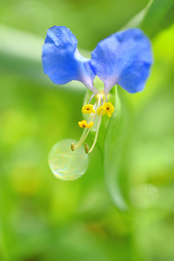 露草