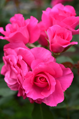 薔薇4