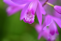 春花26
