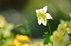 春花7