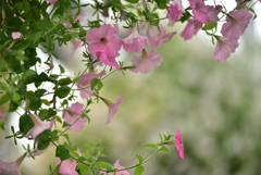 春花37