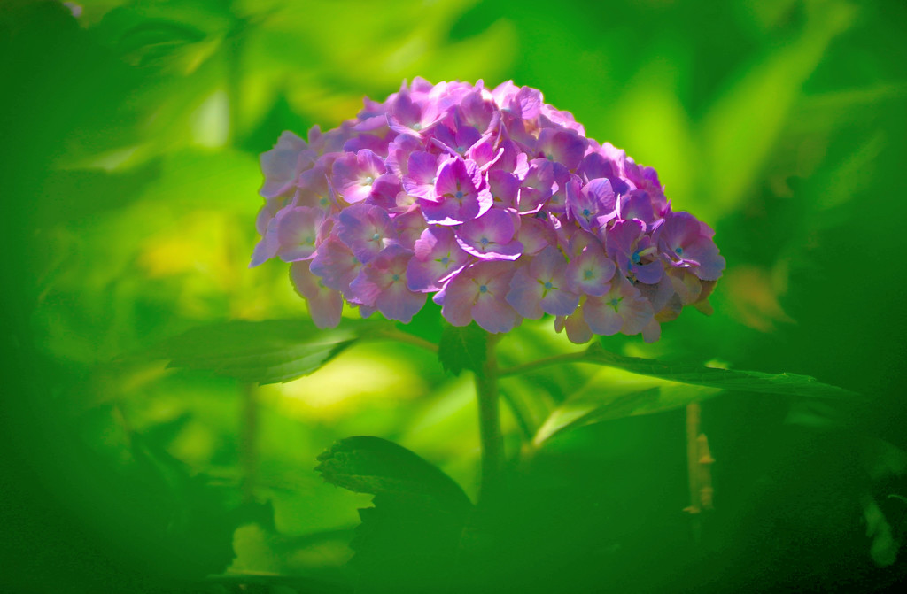 紫陽花