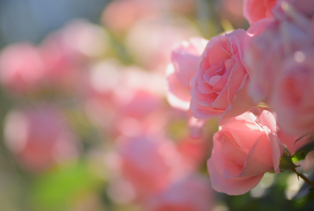 ピンクの薔薇を貴女に2