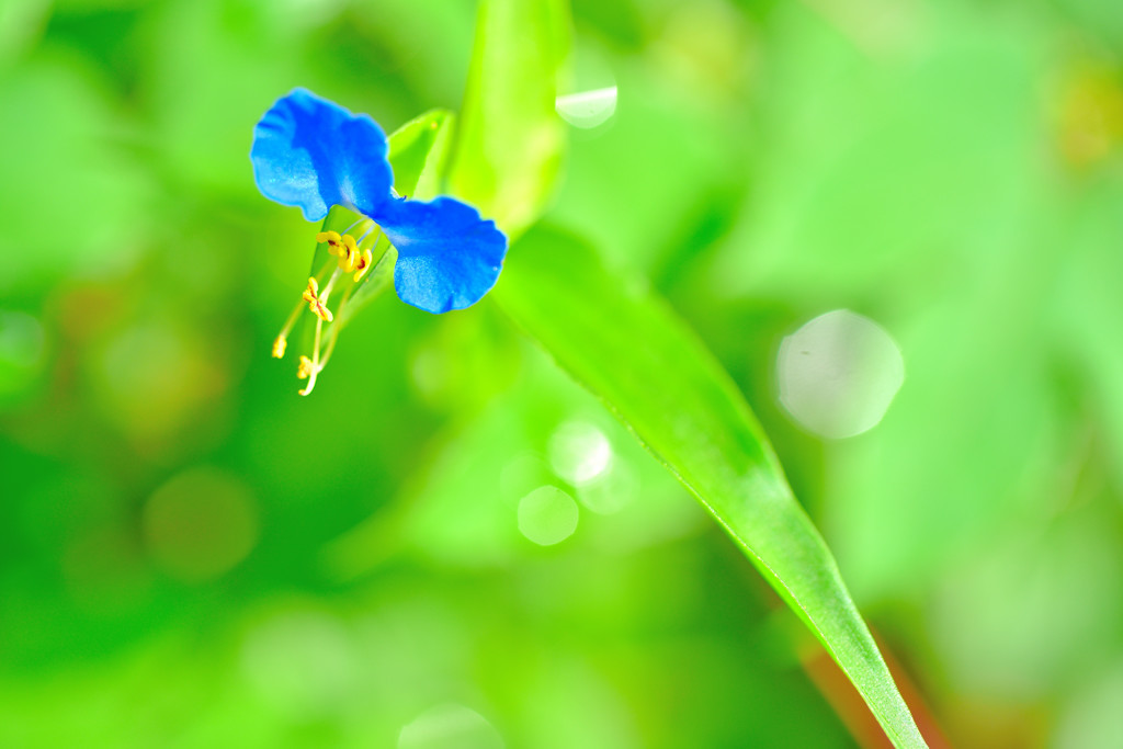 露草