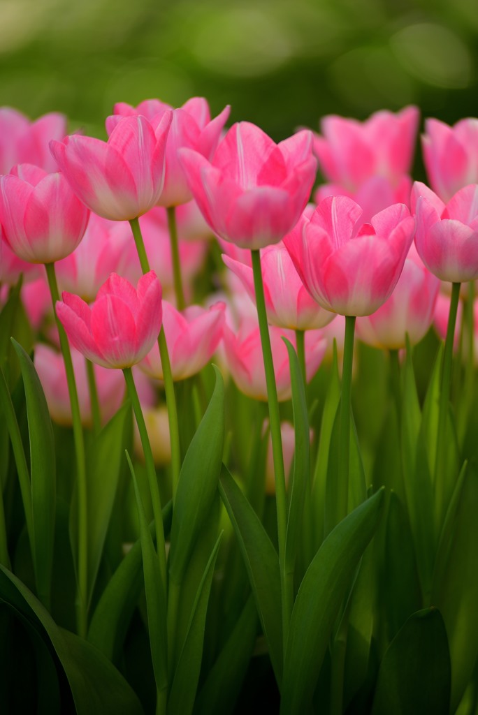 一足お先に春の花1