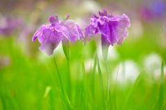 菖蒲2