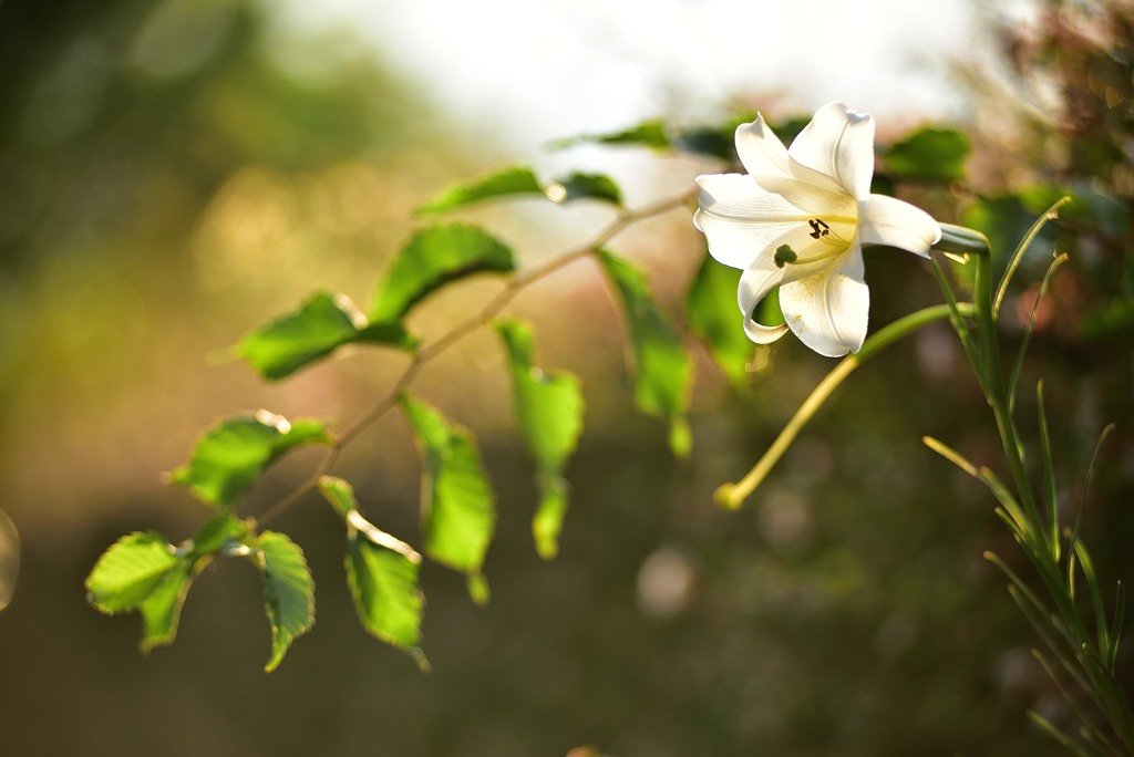 最後の一花