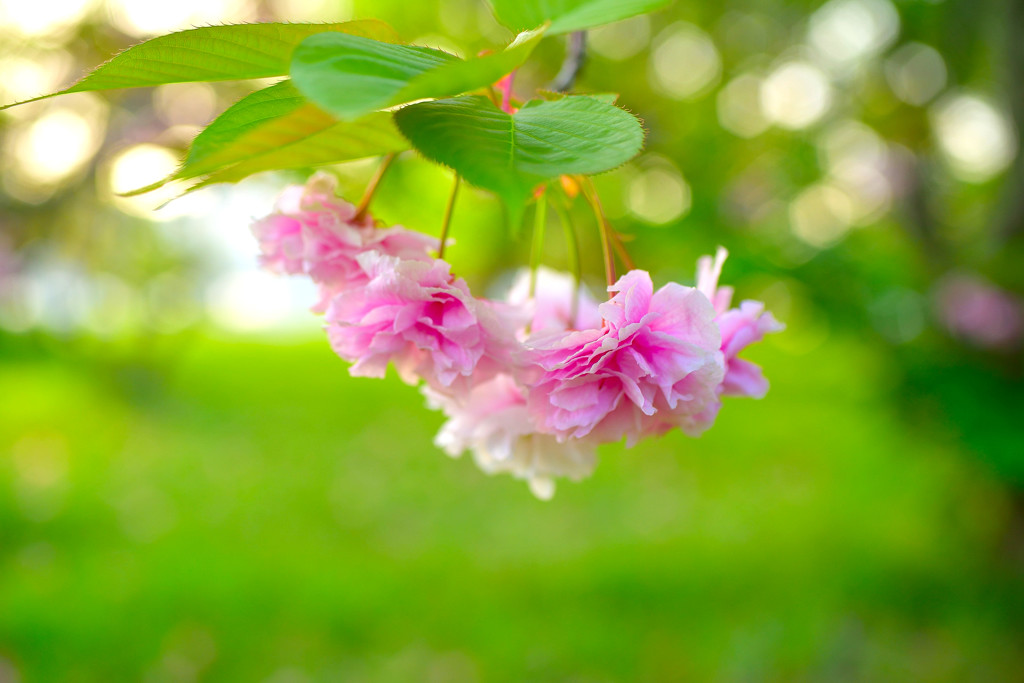 今年最後の八重桜