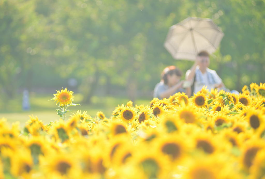 夏の思い出