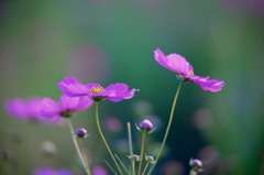 秋桜