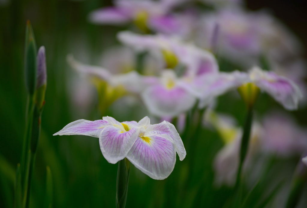 花菖蒲3