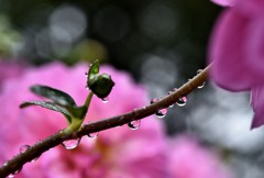 秋雨の日1