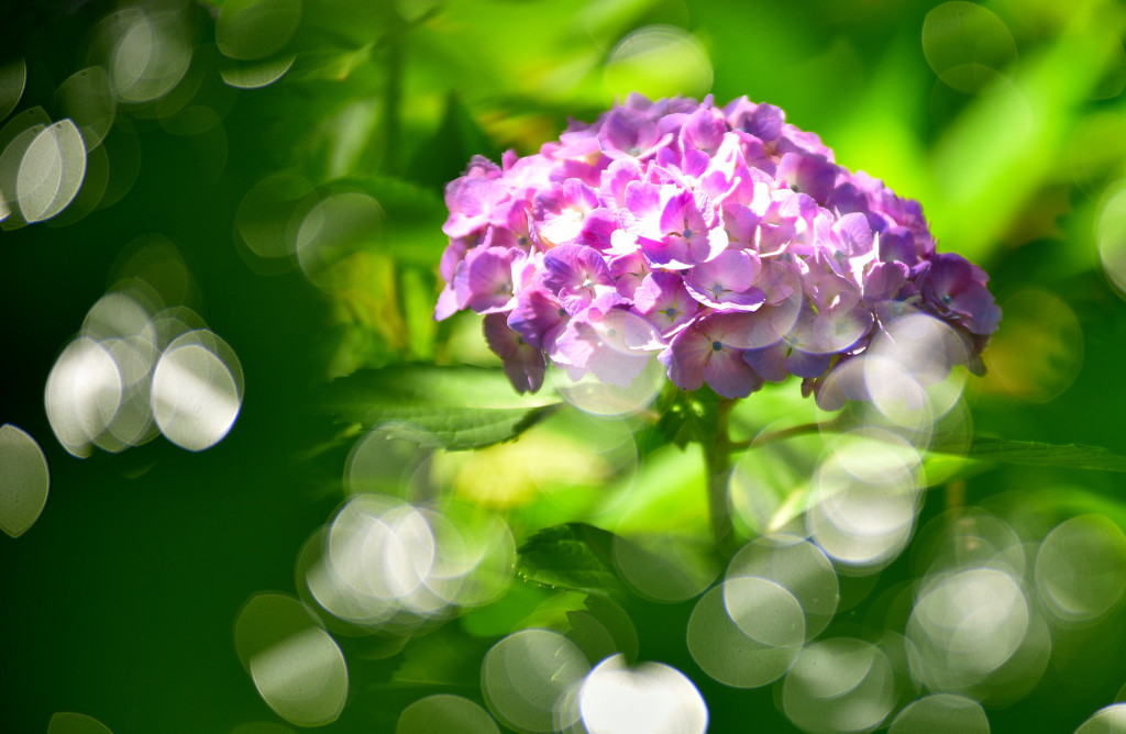 日差しを浴びて