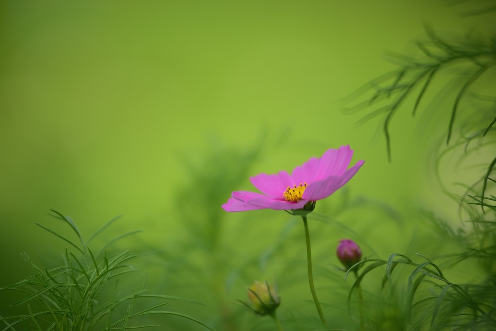 秋に咲く花1