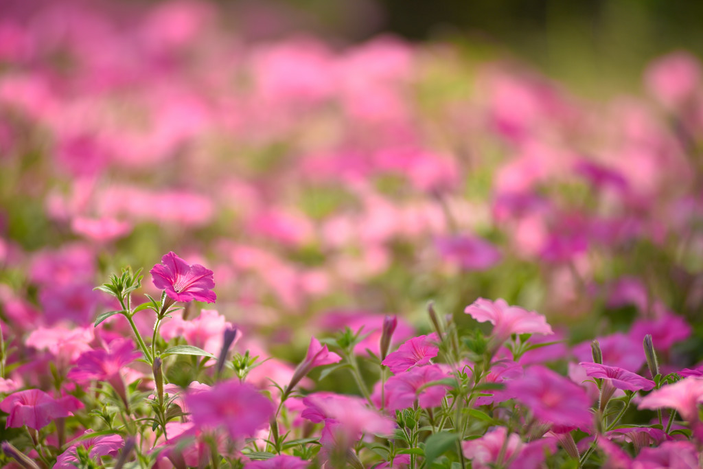 夏花