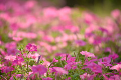 夏花
