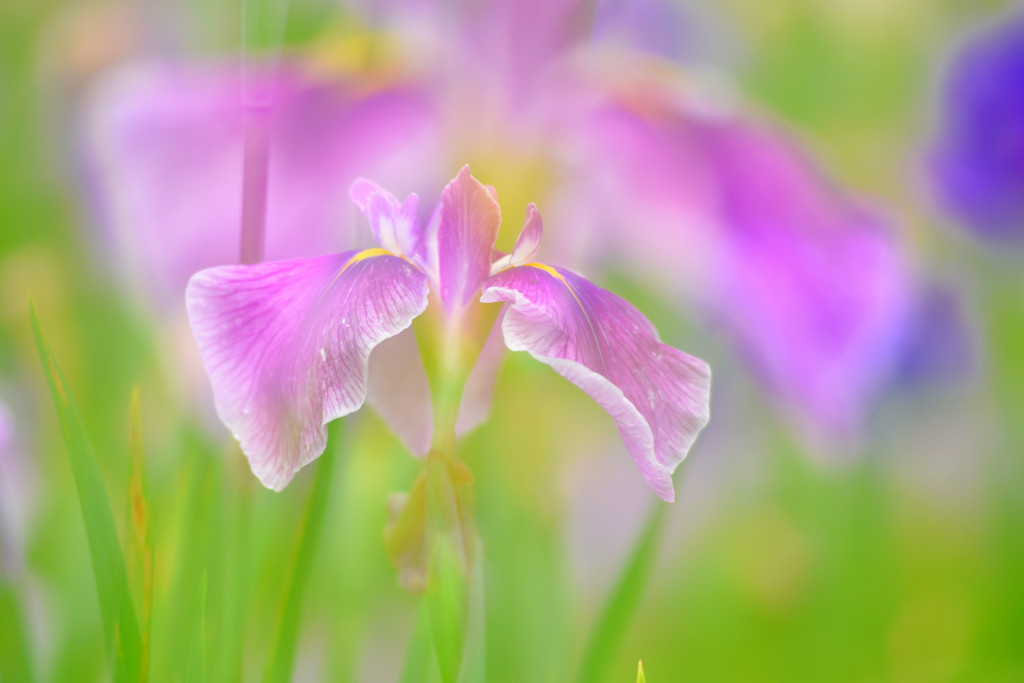 菖蒲3