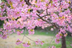 河津桜３