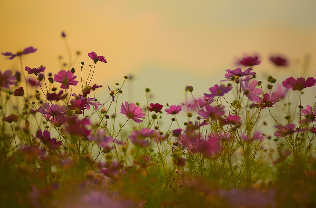 夕暮秋桜