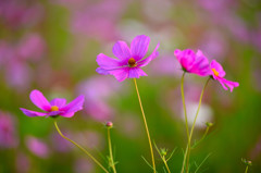 コスモス