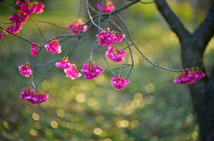 緋寒桜2