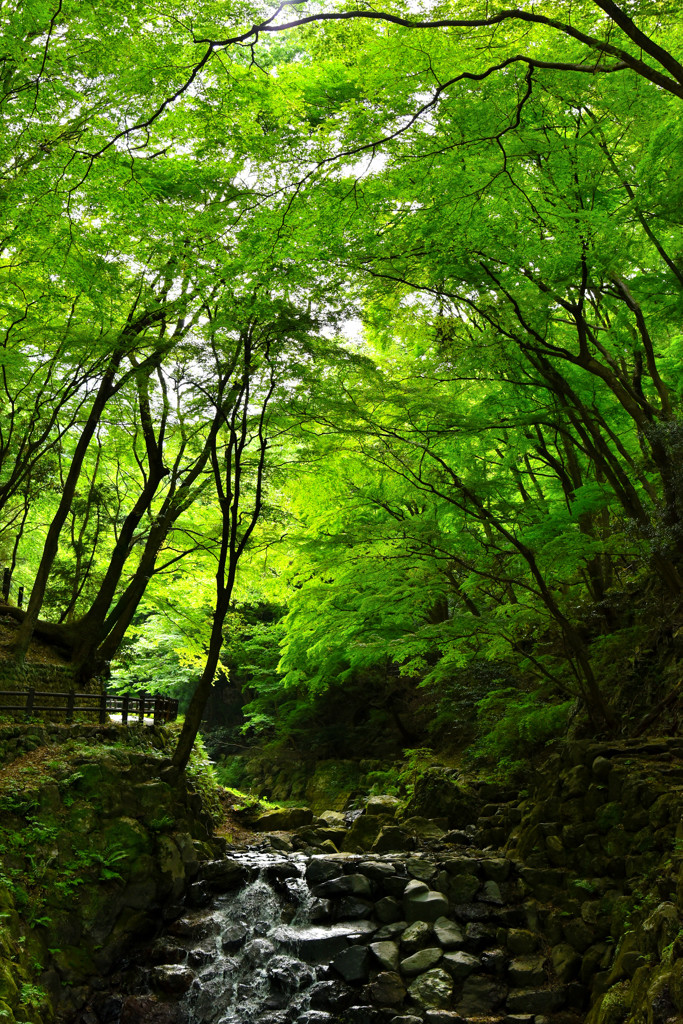 初夏の渓谷