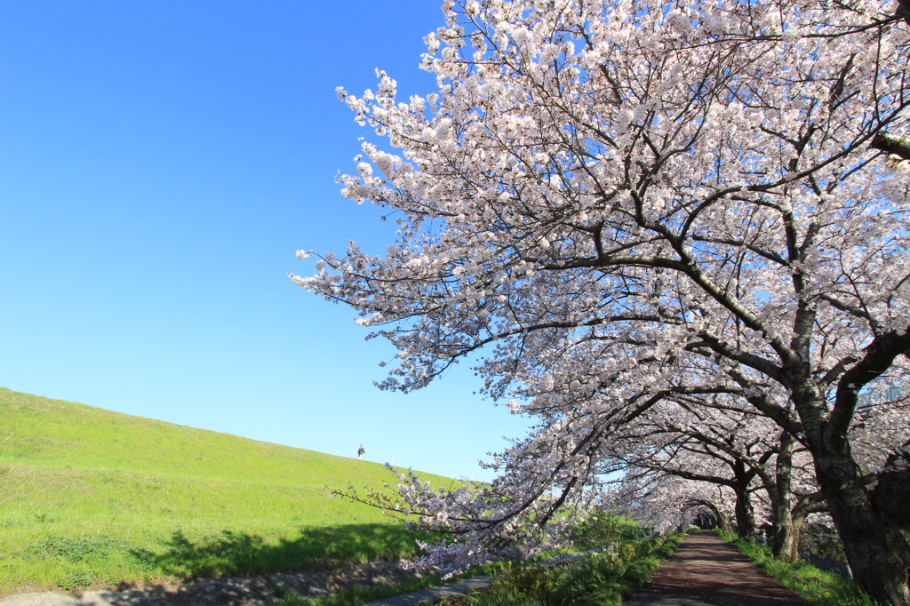 桜トンネル