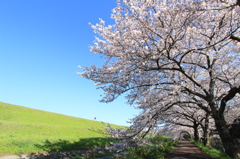 桜トンネル
