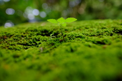 拝啓、苔の中から