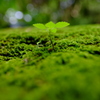 拝啓、苔の中から