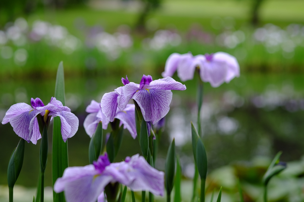 花菖蒲