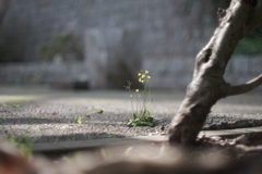 日向ぼっこ