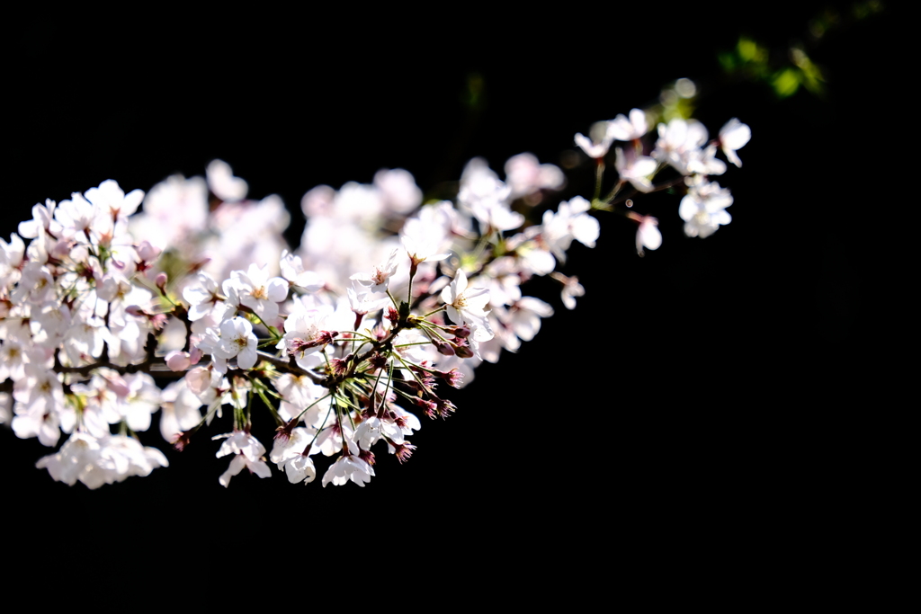 桜　小田原