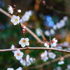 梅