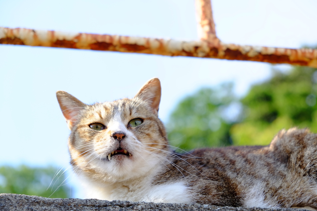 見上げて猫