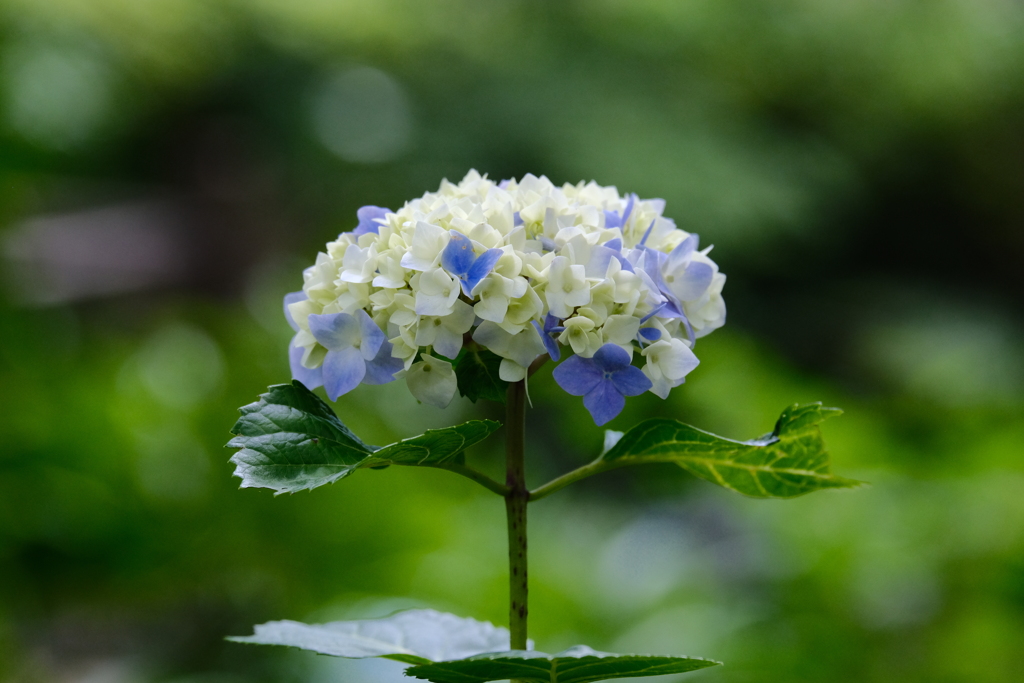 パリっと紫陽花