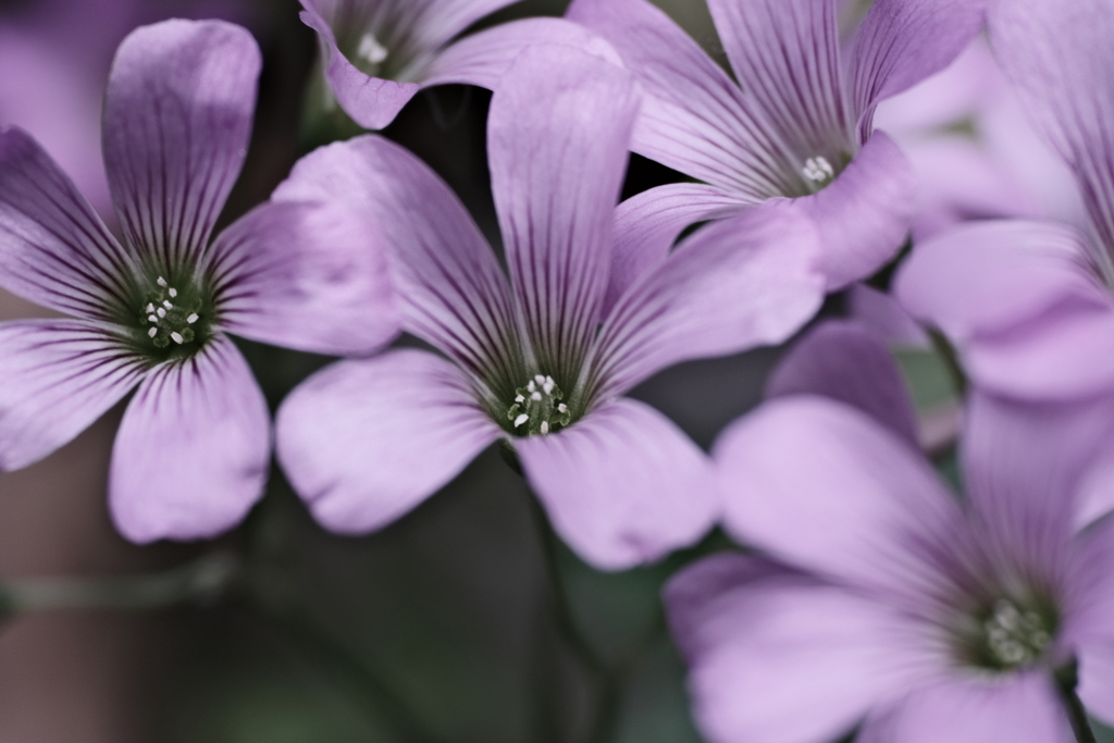 お花の5月