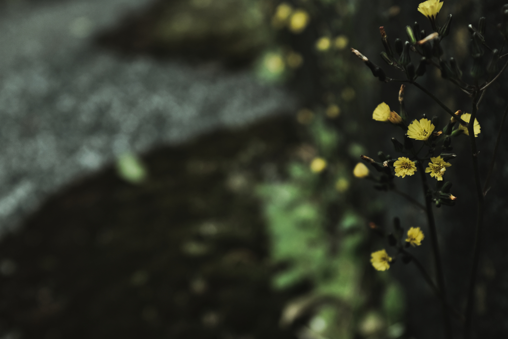 小花
