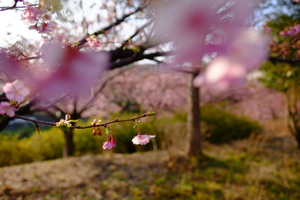 河津桜