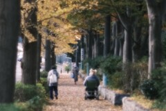 歩道の秋