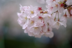 桜　５０ｍｍ