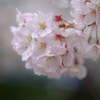 桜　５０ｍｍ